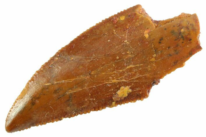 Serrated Raptor Tooth - Real Dinosaur Tooth #347074